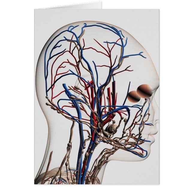 Medical Illustration Of Head Arteries 1 (Front)