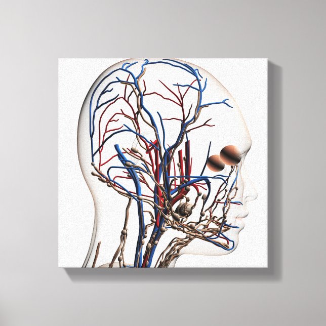 Medical Illustration Of Head Arteries 1 Canvas Print (Front)