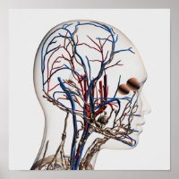 Medical Illustration Of Head Arteries 1