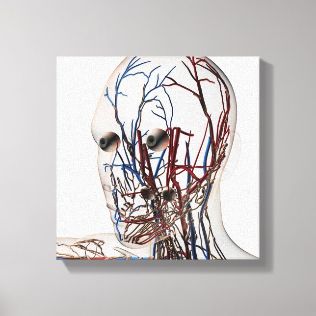 Medical Illustration Of Head Arteries 2 Canvas Print (Front)