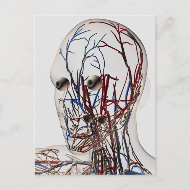 Medical Illustration Of Head Arteries 2 Postcard (Front)