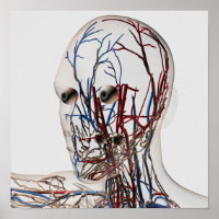 Medical Illustration Of Head Arteries 2