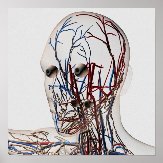 Medical Illustration Of Head Arteries 2 Poster (Front)