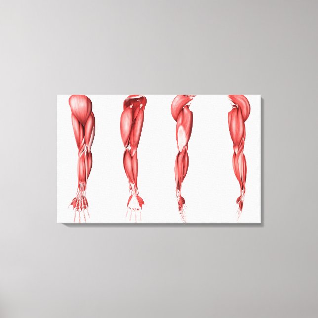 Medical Illustration Of Human Arm Muscles Canvas Print (Front)