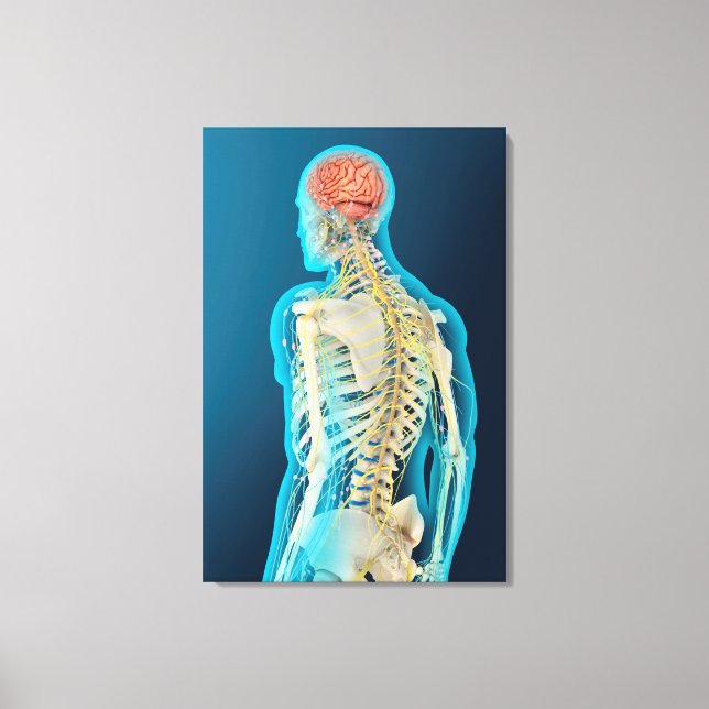 Medical Illustration Of Human Brain & Brain Stem Canvas Print (Front)