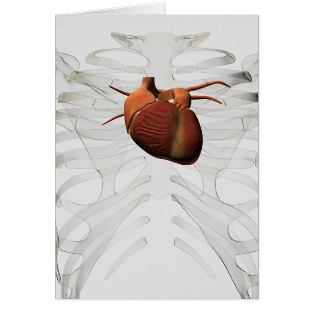Medical Illustration Of Human Heart And Rib Cage (Front)