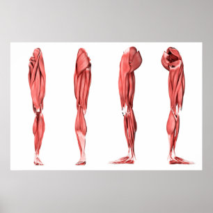 Medical Illustration Of Human Leg Muscles Poster