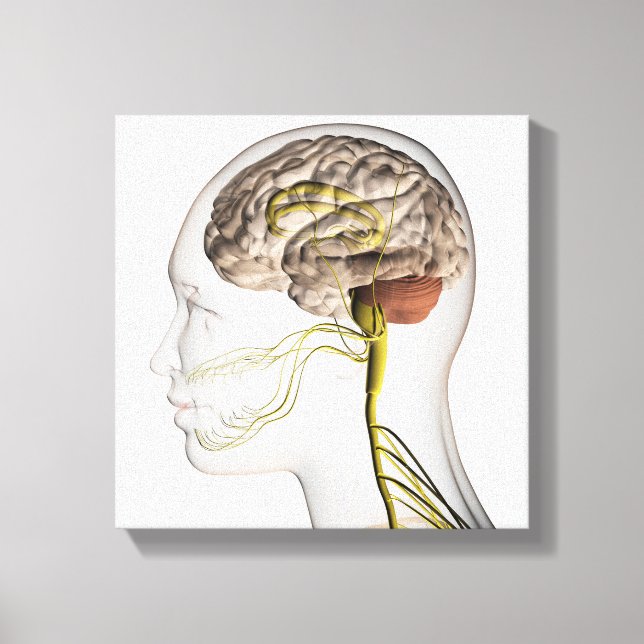 Medical Illustration Of Human Nervous System 1 Canvas Print (Front)