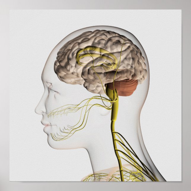 Medical Illustration Of Human Nervous System 1 Poster (Front)