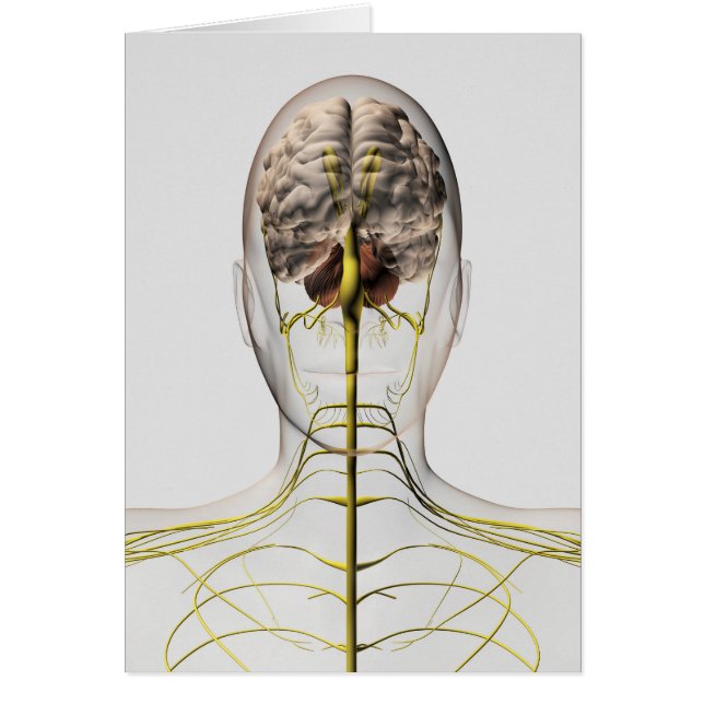 Medical Illustration Of Human Nervous System 2 (Front)