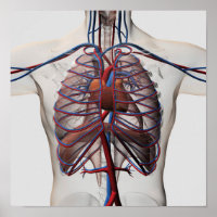 Medical Illustration Of Male Chest