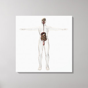 Medical Illustration Of Male Digestive System Canvas Print