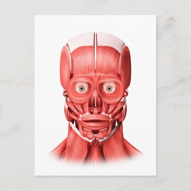 Medical Illustration Of Male Facial Muscles 1 Postcard (Front)