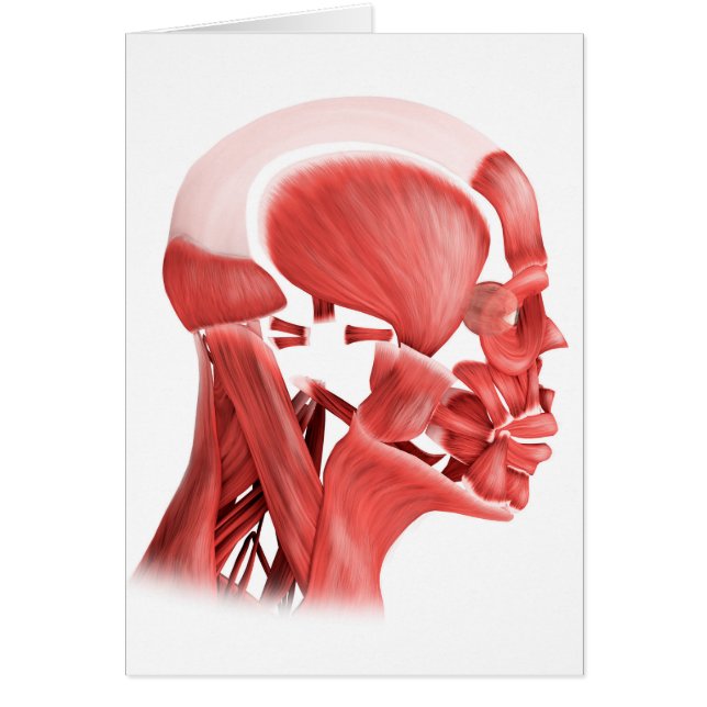 Medical Illustration Of Male Facial Muscles 2 (Front)
