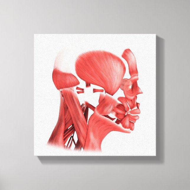 Medical Illustration Of Male Facial Muscles 2 Canvas Print (Front)