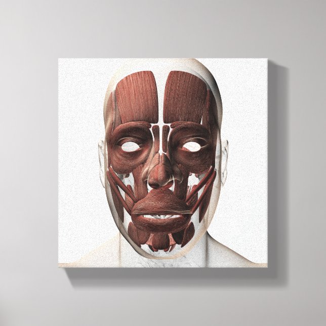 Medical Illustration Of Male Facial Muscles Canvas Print (Front)