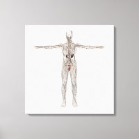 Medical Illustration Of Male Lymphatic System