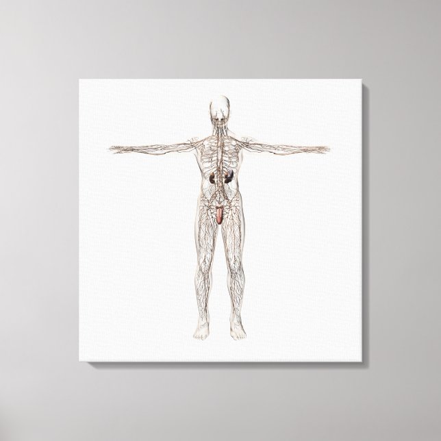 Medical Illustration Of Male Lymphatic System Canvas Print (Front)