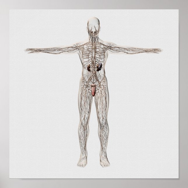 Medical Illustration Of Male Lymphatic System Poster (Front)