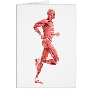 Medical Illustration Of Male Muscles Running 2
