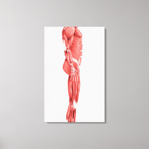 Medical Illustration Of Male Muscular System 1 Canvas Print