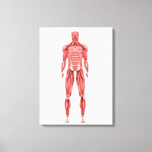 Medical Illustration Of Male Muscular System 2 Canvas Print (Front)