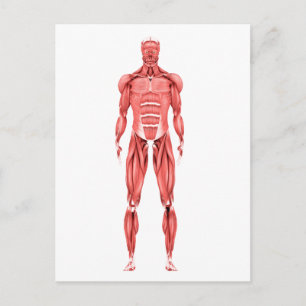 Medical Illustration Of Male Muscular System 2 Postcard