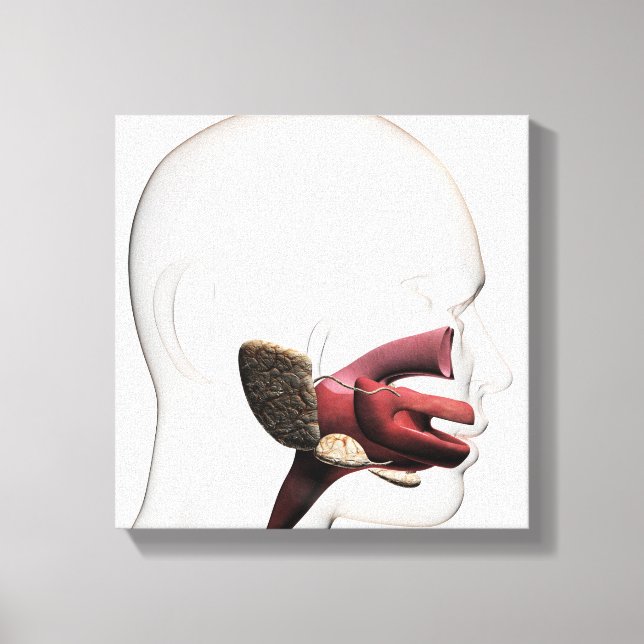 Medical Illustration Of The Human Digestive Canvas Print (Front)