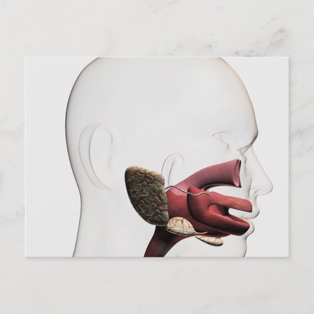 Medical Illustration Of The Human Digestive Postcard (Front)