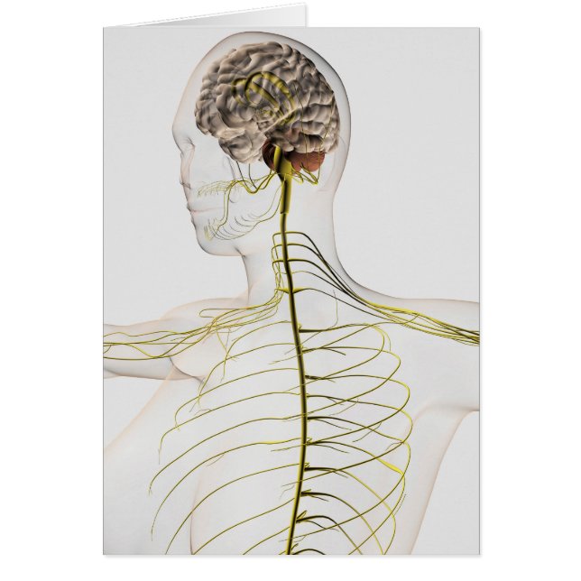 Medical Illustration Of The Human Nervous System (Front)