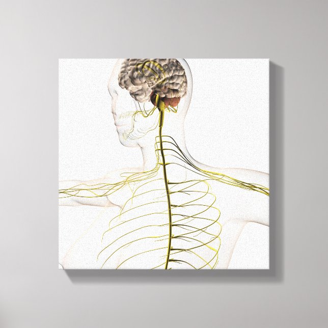 Medical Illustration Of The Human Nervous System Canvas Print (Front)