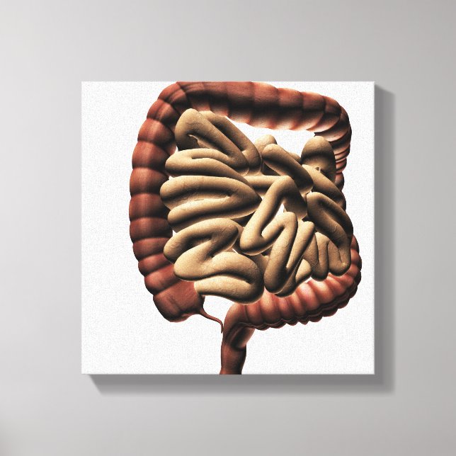 Medical Illustration Of The Large Intestine Canvas Print (Front)