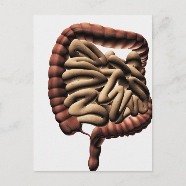 Medical Illustration Of The Large Intestine Postcard (Front)