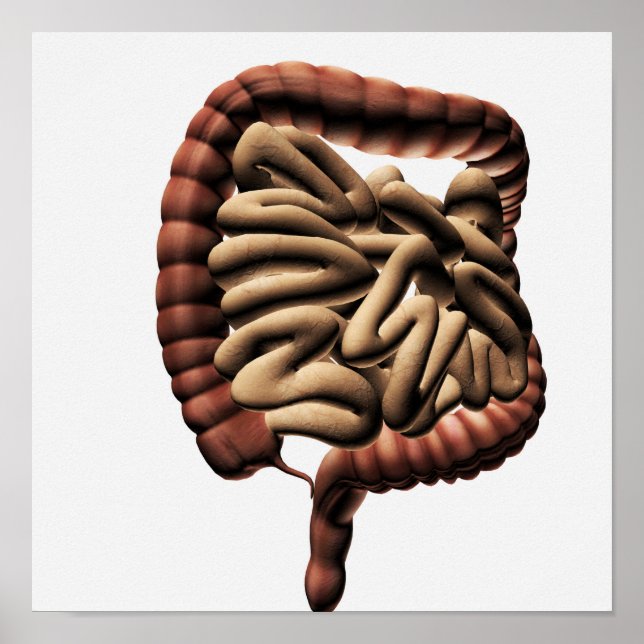 Medical Illustration Of The Large Intestine Poster (Front)