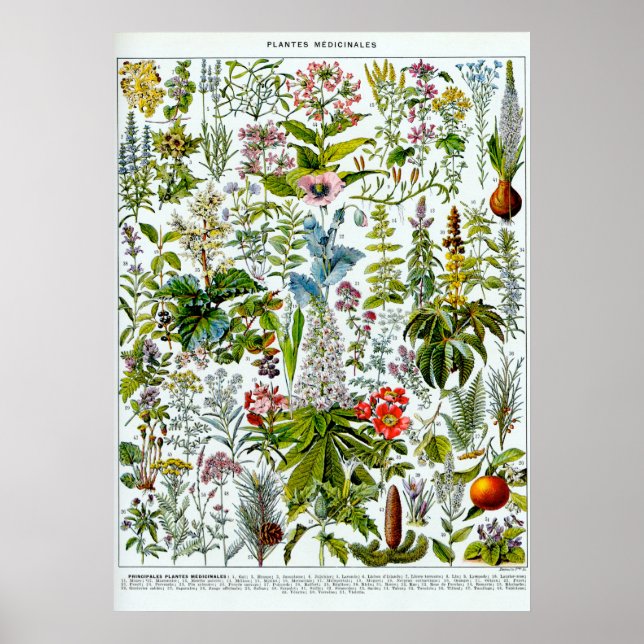 Medicinal Plants 2 Poster (Front)
