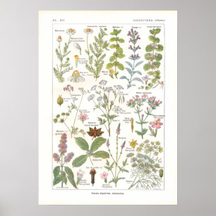 Medicinal Plants Digestive Stimulants in French Poster