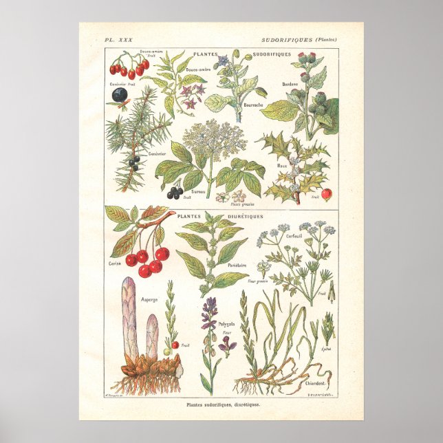 Medicinal Plants Herbs Diuretics in French Poster (Front)