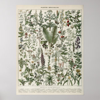 Medicinal Plants Illustration Vintage Print