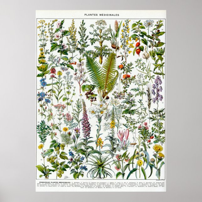 Medicinal Plants Poster (Front)