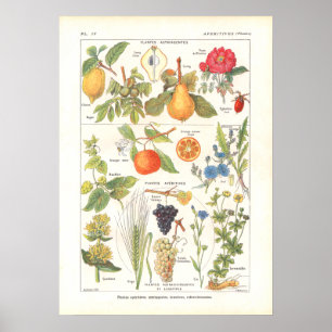 Medicinal Plants Refreshing Print in French