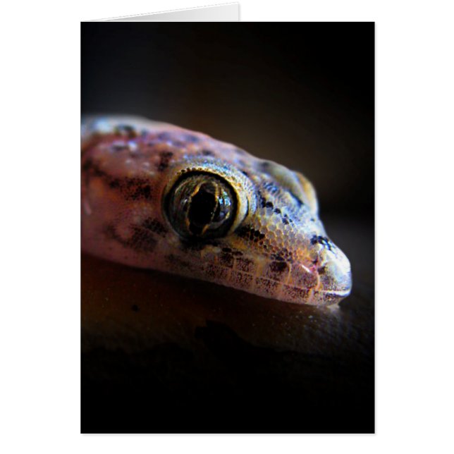 Mediterranean Gecko Lizard (Front)