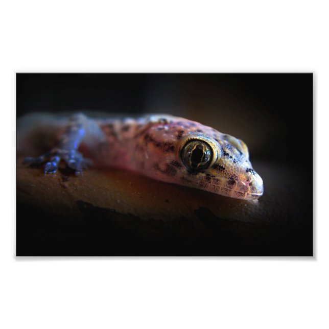 Mediterranean Gecko Lizard Photo Print (Front)