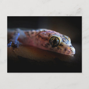 Mediterranean Gecko Lizard Postcard