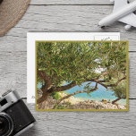 Mediterranean Sea Olive Tree Postcard<br><div class="desc">Wild nature of Mediterranean sea.</div>