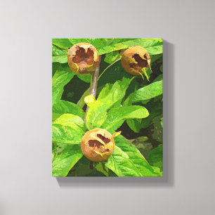 MEDLAR FRUIT CANVAS PRINT