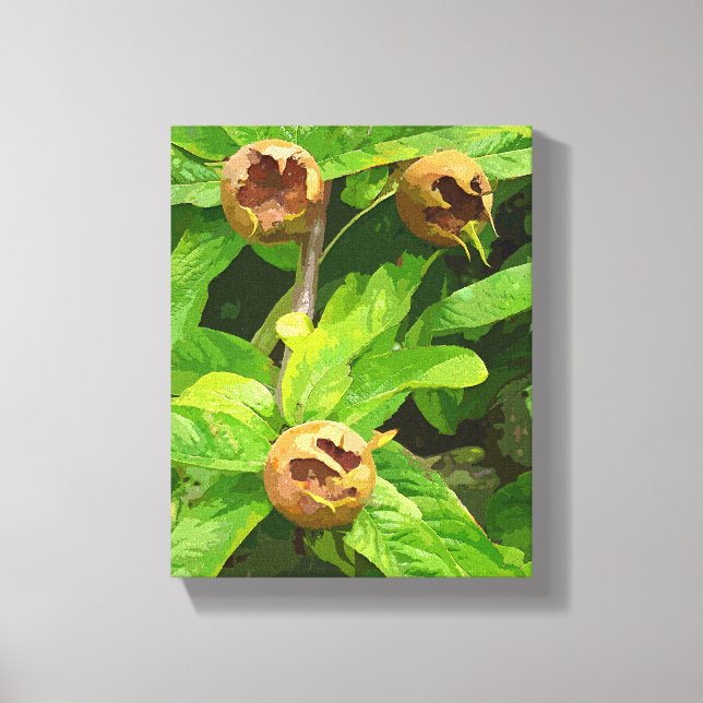MEDLAR FRUIT CANVAS PRINT (Front)