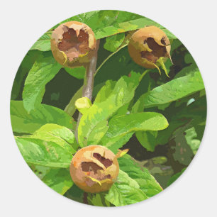 MEDLAR FRUIT CLASSIC ROUND STICKER