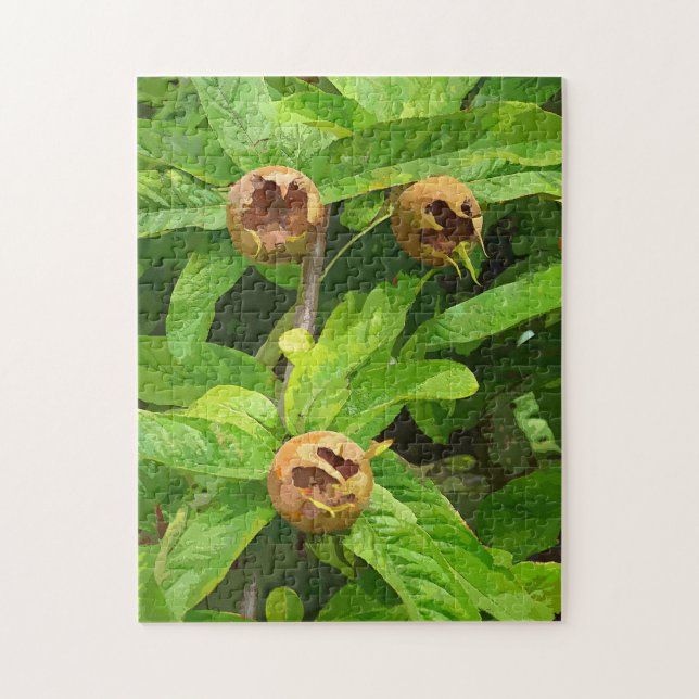 MEDLAR FRUIT JIGSAW PUZZLE (Vertical)