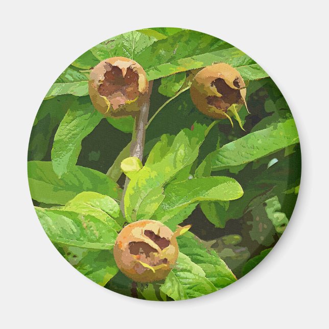 MEDLAR FRUIT MAGNET (Front)