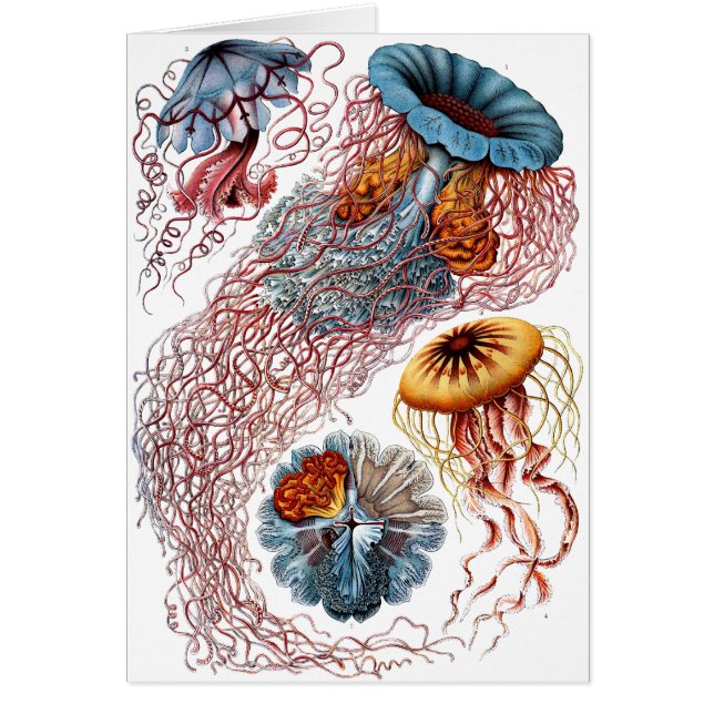 Méduses de Haeckel (Devant)